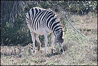 ... et vous vouliez me rayer de la liste des beaux animaux ? Voil� ce que j'en fais de vos rayures ! (Z�bre vu � Augrabies Falls National Park, Afrique du Sud)